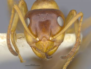 Media type: image;   Entomology 8880 Aspect: head frontal view